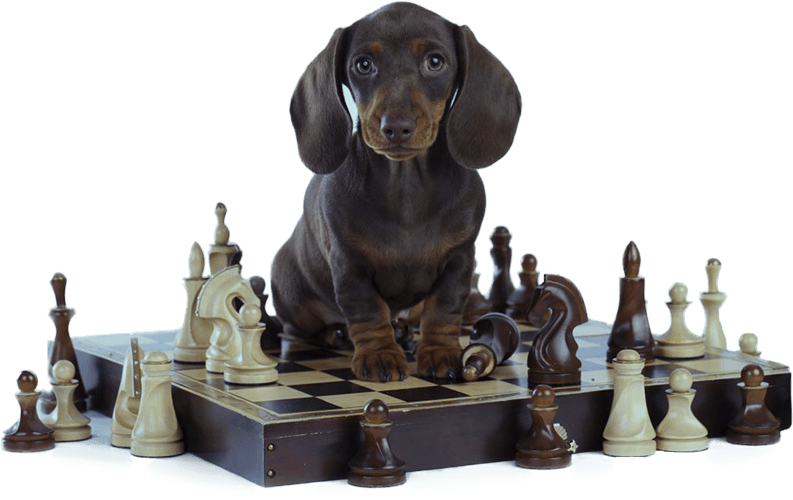 Smart dog enjoying Brain Training for Dogs program